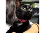 Adopt Mary Cooper a Domestic Short Hair