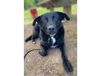 Adopt Miley a Mixed Breed, Black Labrador Retriever