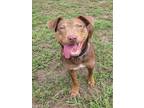 Adopt JONI a Pit Bull Terrier, Mixed Breed