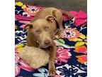 Adopt LARAMIE a Pit Bull Terrier, Mixed Breed