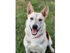 Adopt CLOVER a German Shepherd Dog, Mixed Breed