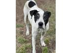 Adopt ROXY a Pointer, Mixed Breed