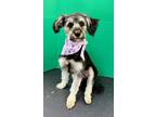 Adopt Chiqiutin a Terrier, Mixed Breed
