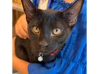 Adopt LANI (Black Kitten) a Domestic Medium Hair