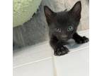 Adopt LANI (Black Kitten) a Domestic Medium Hair