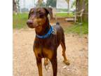 Adopt Blythe Danner a Doberman Pinscher