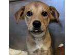 Adopt Strawberry Cheesecake a Mixed Breed