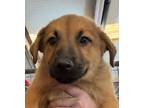 Adopt Edith Bunker a Mixed Breed