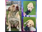 Adopt PRINCESS a Pit Bull Terrier, Mixed Breed