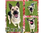 Adopt RANDI a German Shepherd Dog, Mixed Breed