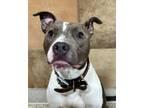 Adopt Tensile a Pit Bull Terrier, Mixed Breed