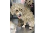Adopt Saturn a Poodle, Mixed Breed