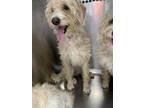 Adopt Star a Poodle, Mixed Breed