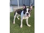 Adopt Puppy a Boston Terrier, Mixed Breed