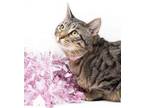 Adopt Peach Blossom a Domestic Short Hair