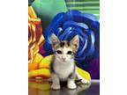 Adopt Plumeria a Domestic Short Hair