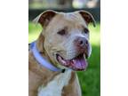 Adopt Zoe a American Staffordshire Terrier, Mixed Breed