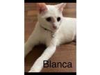 Adopt Blanca a Bombay