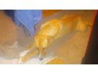 Adopt MAYFLOWER a Labrador Retriever