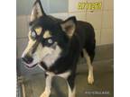 Adopt SALLIE a Husky