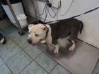 Adopt Moo Moo a Pit Bull Terrier, Mixed Breed