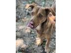 Adopt Belinda Beans a Terrier, Mixed Breed