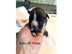 Adopt Prudence Puppy - Rylee a Boxer