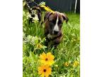 Adopt Prudence Puppy - Asling a Boxer