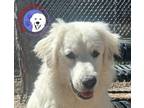 Adopt Millie a Great Pyrenees