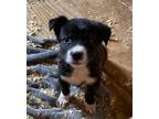 Adopt Lone Oak Litter-Liberty a Collie, Mixed Breed