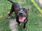 Adopt TEXAS a Staffordshire Bull Terrier, Mixed Breed