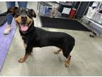 Adopt LILA a Rottweiler, Mixed Breed