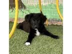 Adopt Daphne a Mixed Breed