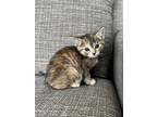 Adopt SILK a Domestic Short Hair