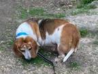 Adopt Ali a Basset Hound