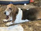 Adopt Izzy a Basset Hound