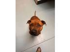 Adopt Ginger Snap a Pit Bull Terrier