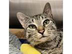 Adopt Evie a Domestic Short Hair