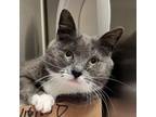 Adopt Island Girl a Domestic Short Hair