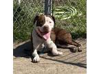Adopt 2404-0327 Kiara a Pit Bull Terrier
