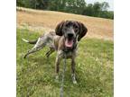 Adopt Aunt Pittypat a English Coonhound