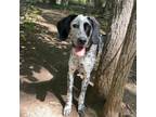 Adopt Scarlett O'Hara a English Coonhound