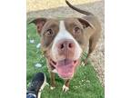 Adopt Joplin a Pit Bull Terrier, Mixed Breed