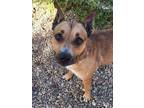 Adopt Sadie a Shepherd, Mixed Breed