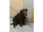 Adopt HUNTRESS a Labrador Retriever