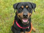 Adopt CENEX a Rottweiler