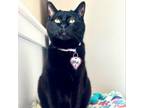 Adopt Olive a Extra-Toes Cat / Hemingway Polydactyl, Domestic Short Hair