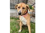 Adopt Mary Kate a Hound, Mixed Breed