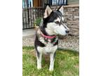 Adopt Elise a Husky, Mixed Breed