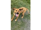 Adopt Ashley a Hound, Mixed Breed